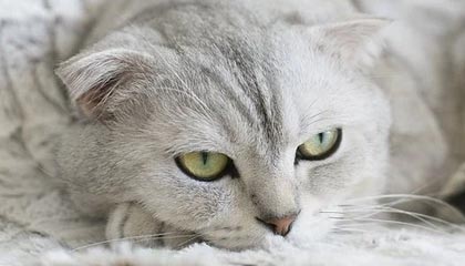 每周股票复盘:海螺水泥(600585)每股派现0.24元(含税)