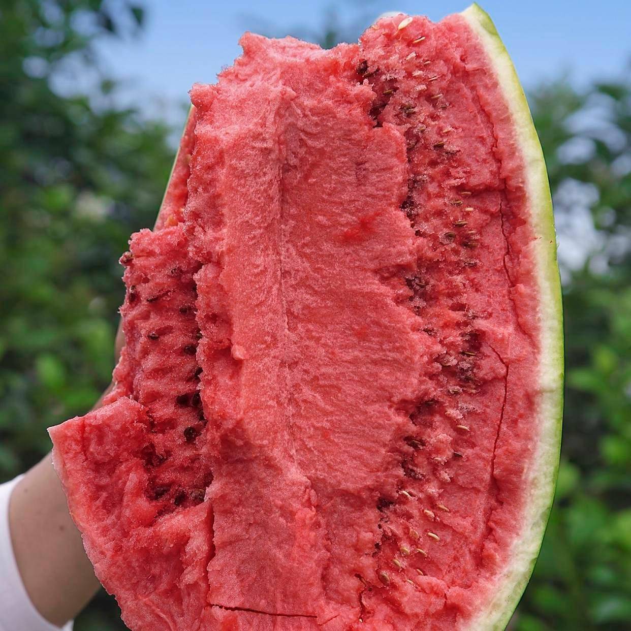 幕田家宝西瓜和甜王西瓜，哪个更甜？来尝尝就知道！