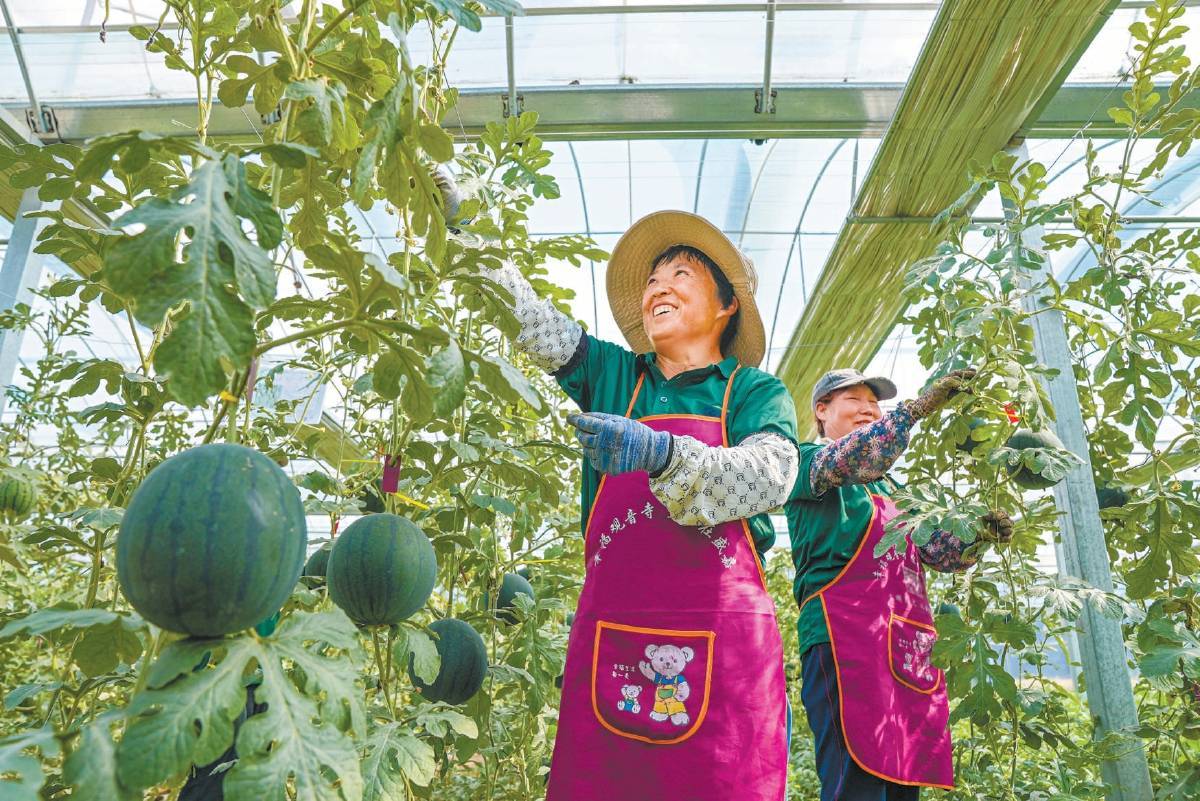 多彩西瓜迎夏日