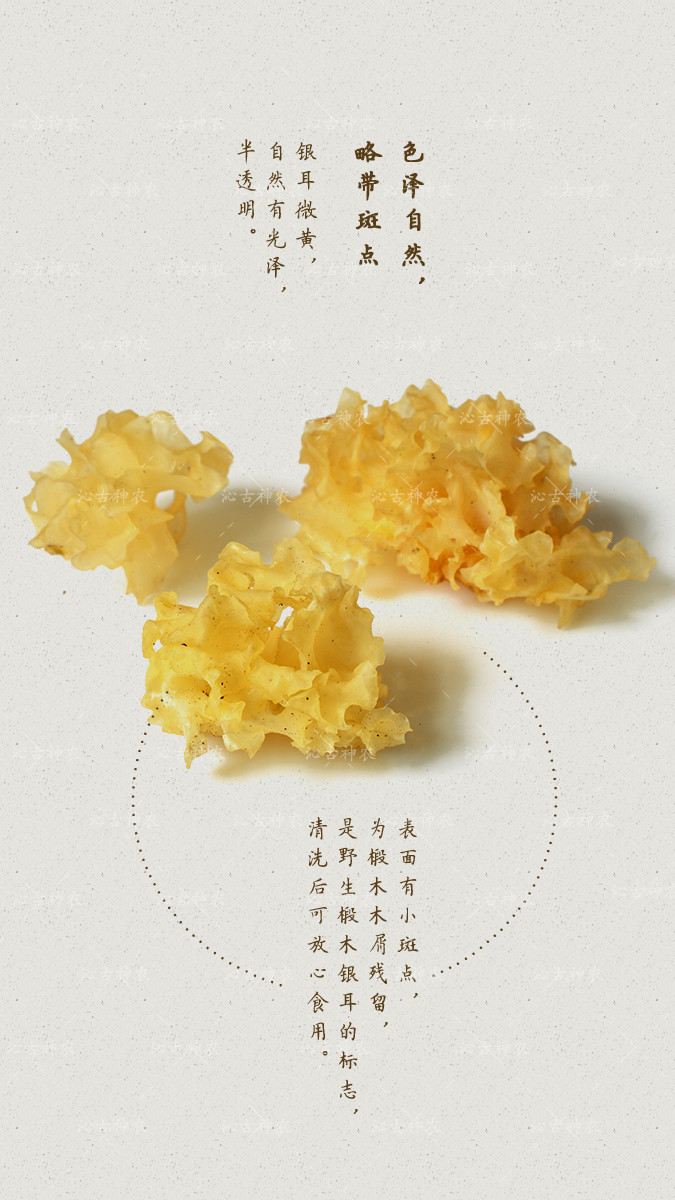 币果(匹诺曹给不给黑猫金币果)