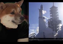 猫币充值(2021猫币攻略)