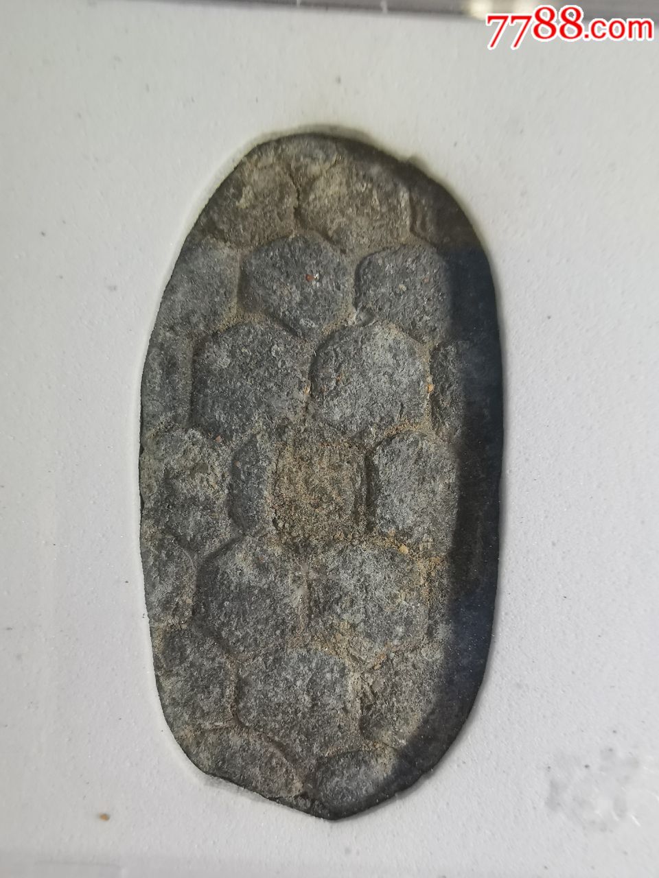 龟币(龟币穿越)