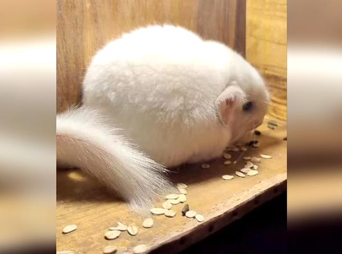 龙猫币(龙猫币官网)
