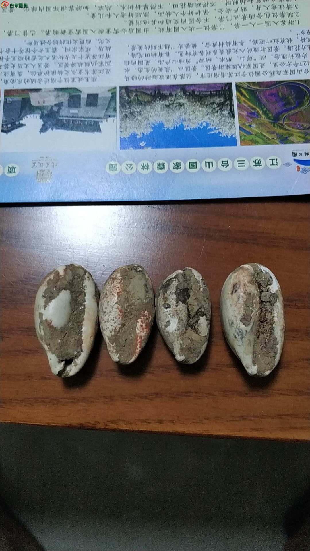 海贝币(海贝币学校)
